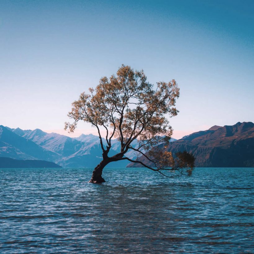 Christian Grimm Baum im See